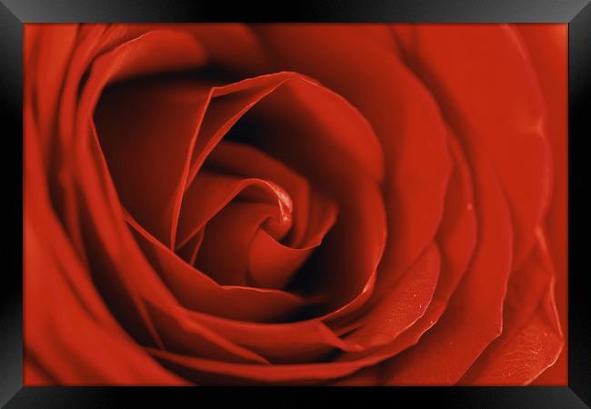 Romantic Red Rose Inside Abstract Framed Print by Radu Bercan