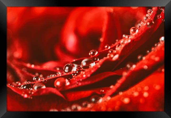 Red Rose Abstract With Water Drops Framed Print by Radu Bercan