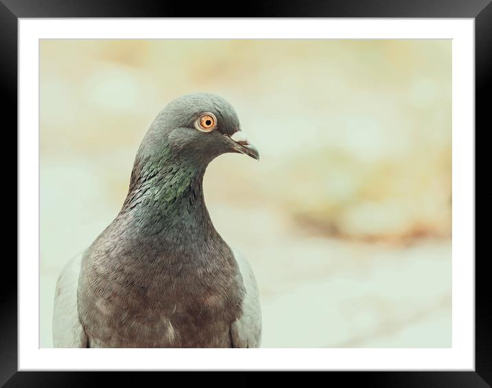Pigeon Portrait Framed Mounted Print by Radu Bercan