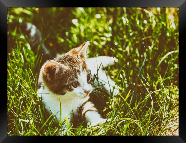 Baby Cat Playing In Grass Framed Print by Radu Bercan
