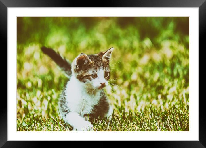 Baby Cat Playing In Grass Framed Mounted Print by Radu Bercan