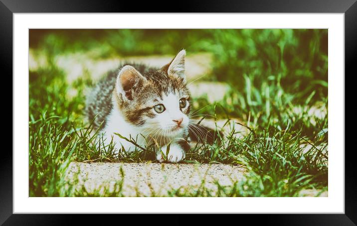 Baby Cat Playing In Grass Framed Mounted Print by Radu Bercan