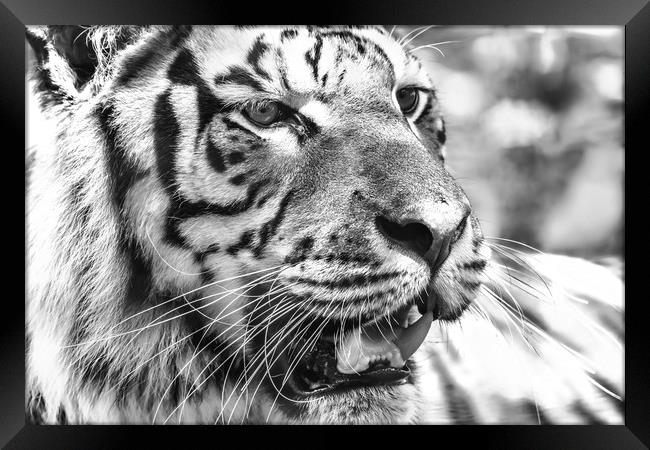 Wild Young Tiger (Panthera Tigris) Portrait Framed Print by Radu Bercan
