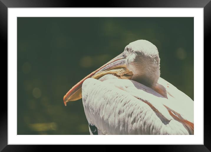 Wild White Pelican Bird Portrait Framed Mounted Print by Radu Bercan