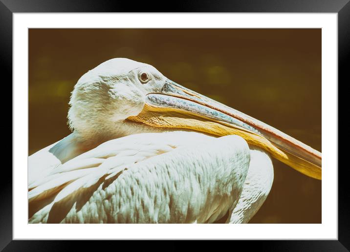 Wild White Pelican Bird Portrait Framed Mounted Print by Radu Bercan