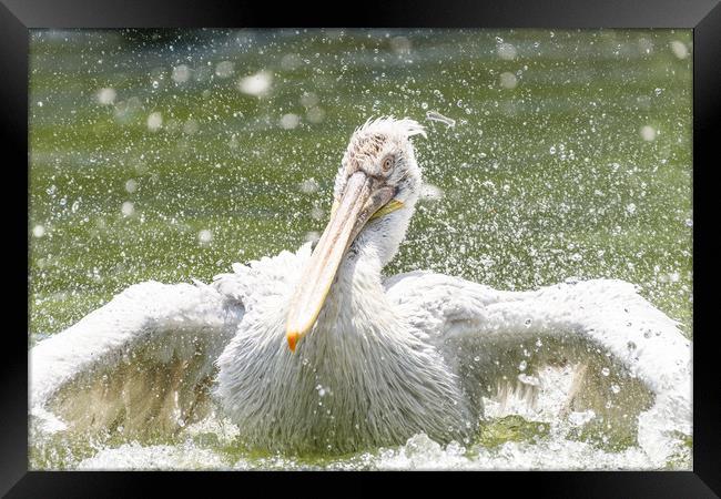 White Pelican Bird In Wilderness Delta Water Framed Print by Radu Bercan