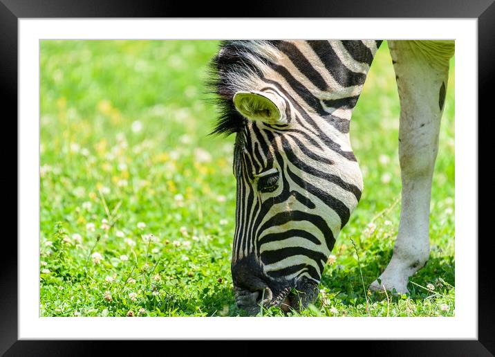 Wild Zebra Grazing On Fresh Green Grass Field Framed Mounted Print by Radu Bercan