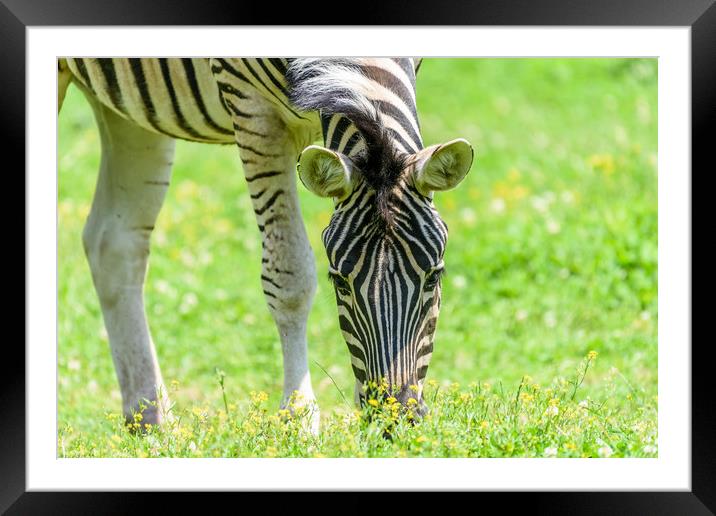 Wild Zebra Grazing On Fresh Green Grass Field Framed Mounted Print by Radu Bercan