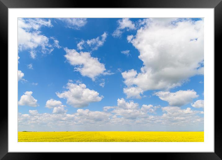 Yellow Rapeseed Flowers Field With Blue Sky Framed Mounted Print by Radu Bercan