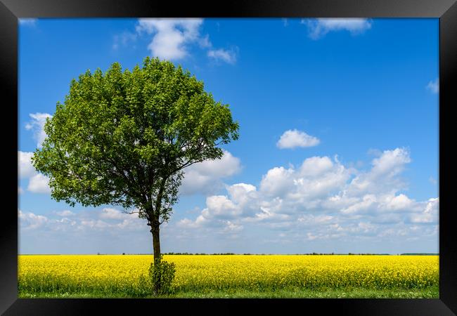 Green Tree In Yellow Rapeseed Flowers Field With B Framed Print by Radu Bercan