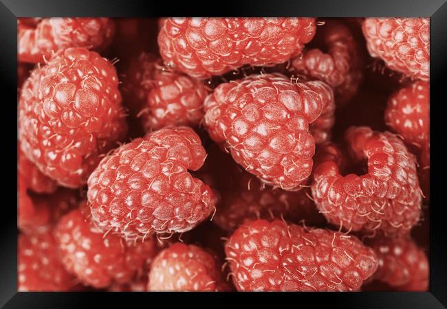 Red Raspberry Fruits Framed Print by Radu Bercan