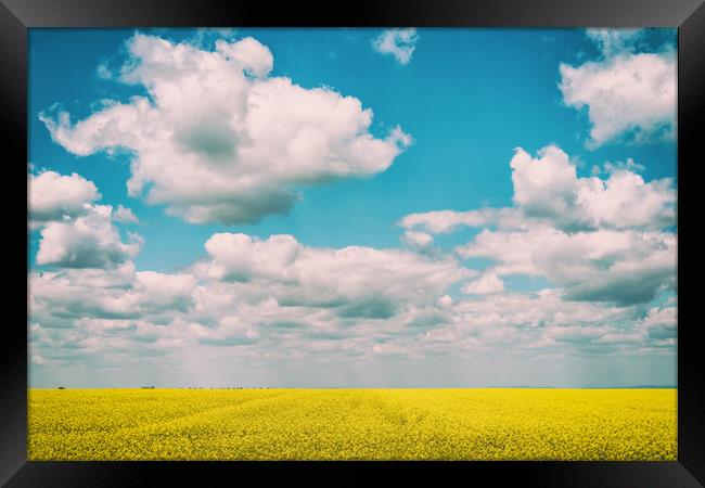 Yellow Rapeseed Flowers Field With Blue Sky Framed Print by Radu Bercan