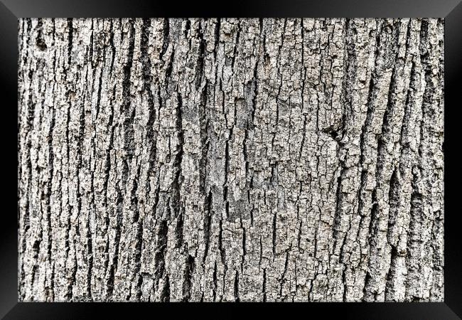 Tree Bark Background Texture Framed Print by Radu Bercan