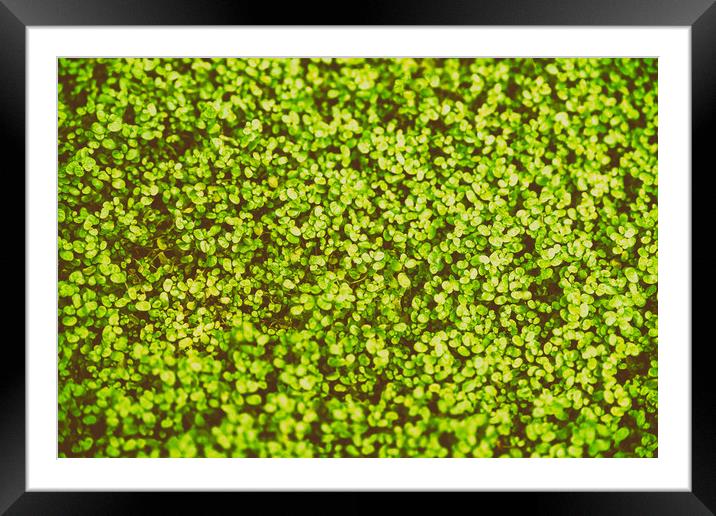 Green Angel Tear Plant Or Pollyanna Vine (Soleirol Framed Mounted Print by Radu Bercan