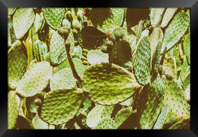 Green Cactus Fields In Summer Framed Print by Radu Bercan