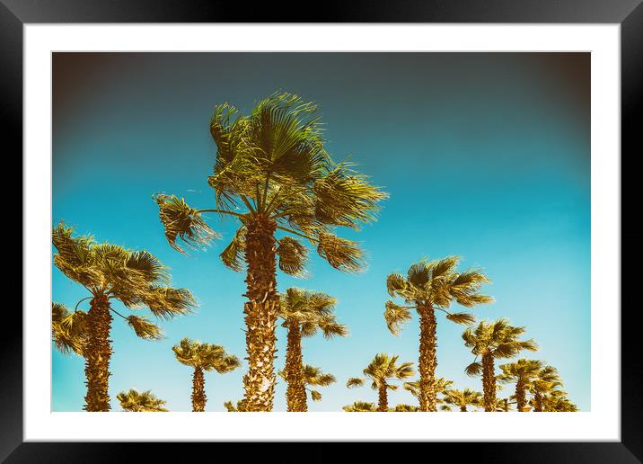 Green Palm Trees On Clear Blue Sky Framed Mounted Print by Radu Bercan