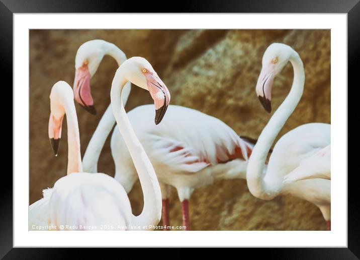 Wild Pink Flamingo Birds In Nature Framed Mounted Print by Radu Bercan