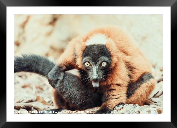 Lemur Portrait On Madagascar Island Framed Mounted Print by Radu Bercan
