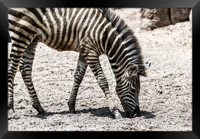 Baby Zebra In African Savanna Framed Print by Radu Bercan