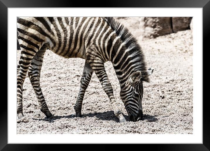 Baby Zebra In African Savanna Framed Mounted Print by Radu Bercan