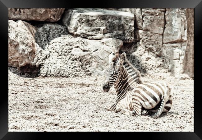 Baby Zebra In African Savanna Framed Print by Radu Bercan