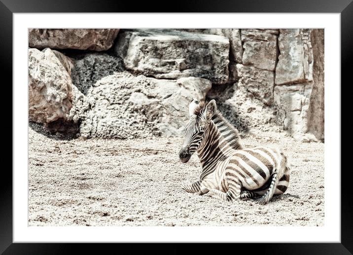 Baby Zebra In African Savanna Framed Mounted Print by Radu Bercan