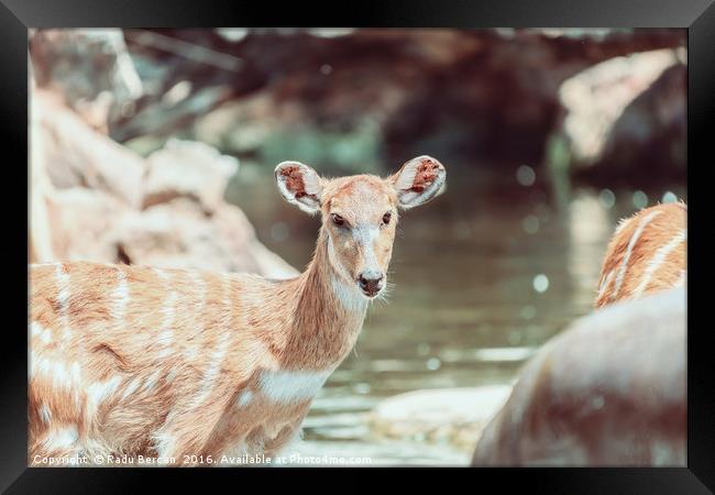 Sitatunga or Marshbuck (Tragelaphus spekii) Antelo Framed Print by Radu Bercan