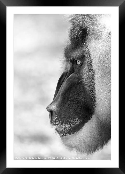 Drill Monkey (Mandrillus Leucophaeus) Portrait Framed Mounted Print by Radu Bercan