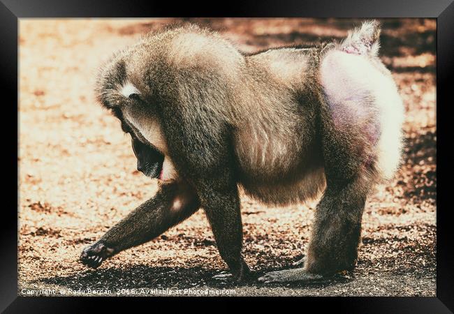 Drill Monkey (Mandrillus Leucophaeus) Portrait Framed Print by Radu Bercan