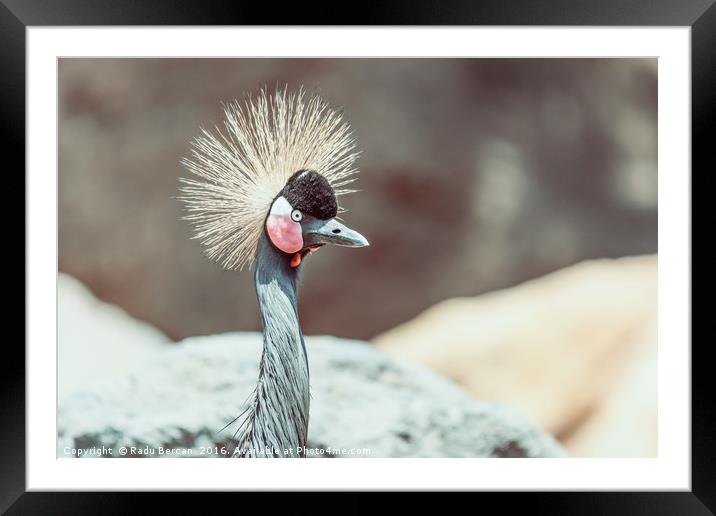 Black Crowned Crane (Balearica Pavonina) Bird Framed Mounted Print by Radu Bercan