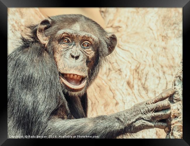 African Chimpanzee In Tree Portrait Framed Print by Radu Bercan