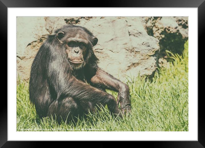 Lonely African Chimpanzee Framed Mounted Print by Radu Bercan