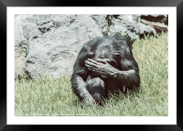 African Chimpanzee Hiding His Face Framed Mounted Print by Radu Bercan
