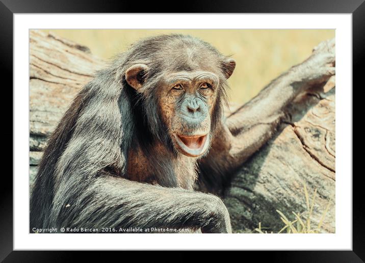 African Chimpanzee Portrait Framed Mounted Print by Radu Bercan