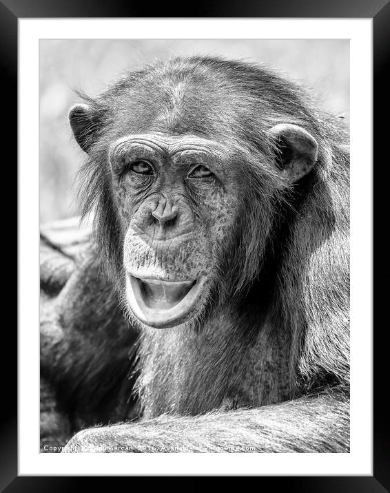 African Chimpanzee Portrait Framed Mounted Print by Radu Bercan