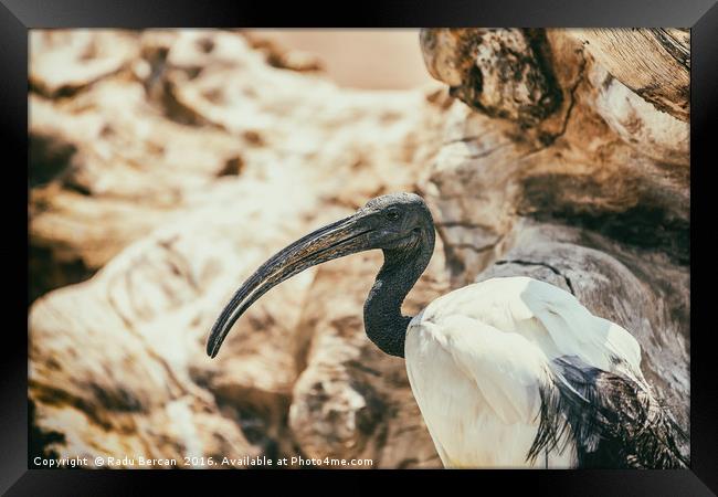 Wild African Sacred Ibis Bird Framed Print by Radu Bercan