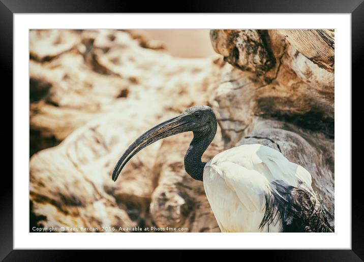 Wild African Sacred Ibis Bird Framed Mounted Print by Radu Bercan
