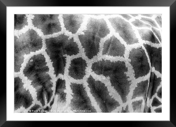 Giraffe Leather Skin Background Texture Framed Mounted Print by Radu Bercan