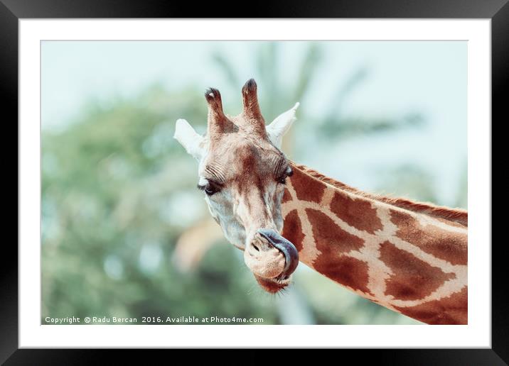 Northern Giraffe (Giraffa Camelopardalis) Portrait Framed Mounted Print by Radu Bercan