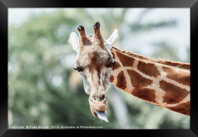 Northern Giraffe (Giraffa Camelopardalis) Portrait Framed Print by Radu Bercan