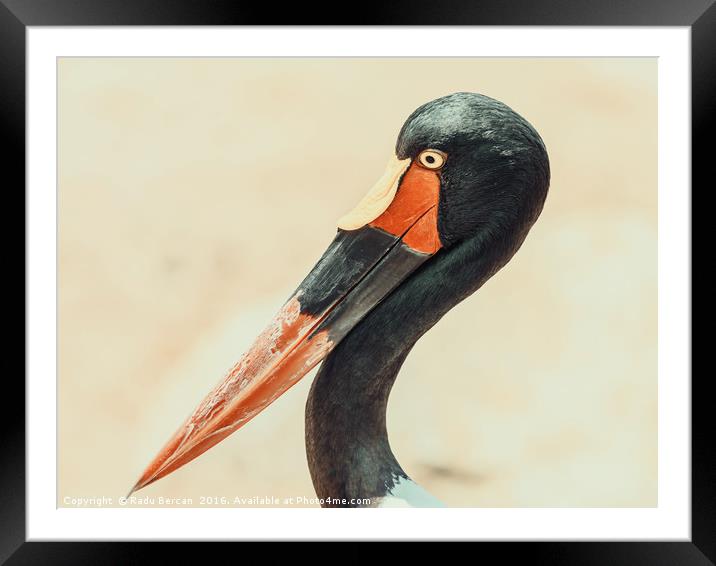 Saddlebill Stork Bird Portrait Framed Mounted Print by Radu Bercan