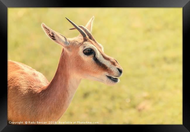 African Thomson's Gazelle (Eudorcas Thomsonii) Framed Print by Radu Bercan