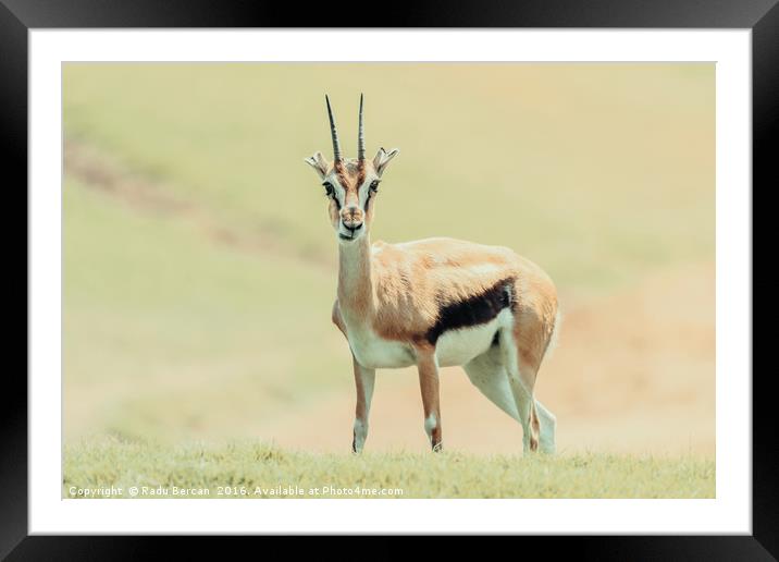 African Thomson's Gazelle (Eudorcas Thomsonii) Framed Mounted Print by Radu Bercan