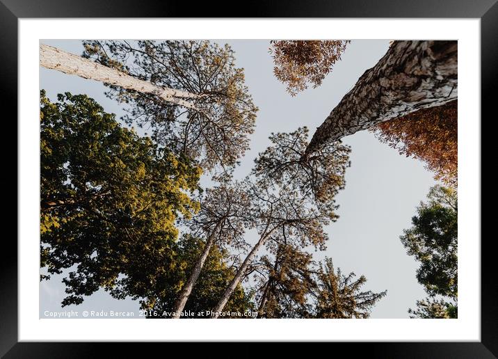 Green Forest Trees On Blue Sky Background Framed Mounted Print by Radu Bercan