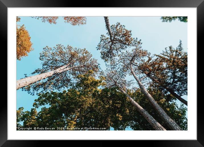 Autumn Forest Trees On Blue Sky Background Framed Mounted Print by Radu Bercan