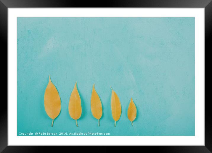 Yellow Autumn Leaves On Turquoise Wood Table Framed Mounted Print by Radu Bercan