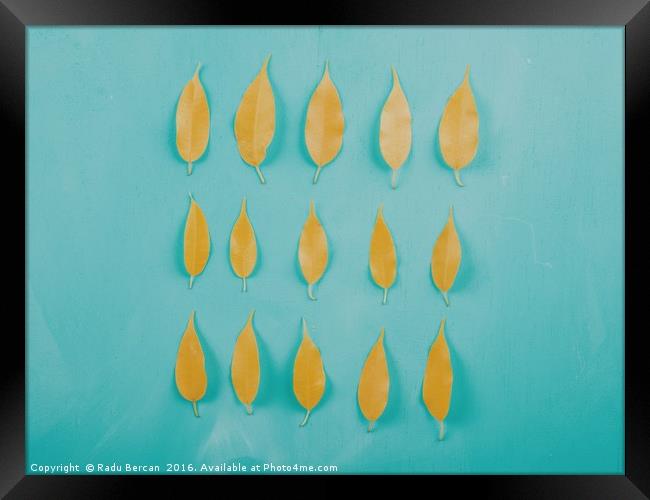 Yellow Autumn Leaves On Turquoise Wood Table Framed Print by Radu Bercan