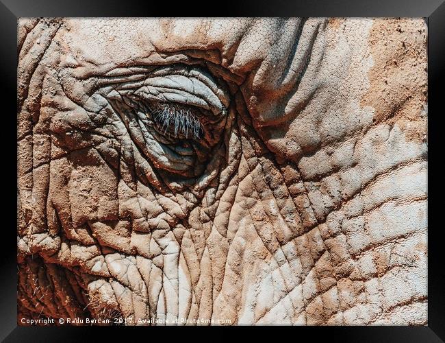 Wild African Elephant Portrait Close Up Framed Print by Radu Bercan