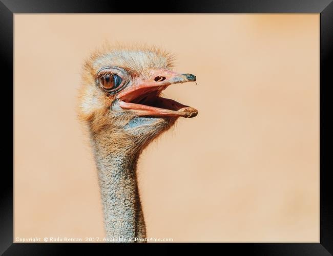 Funny Ostrich Bird Portrait Framed Print by Radu Bercan