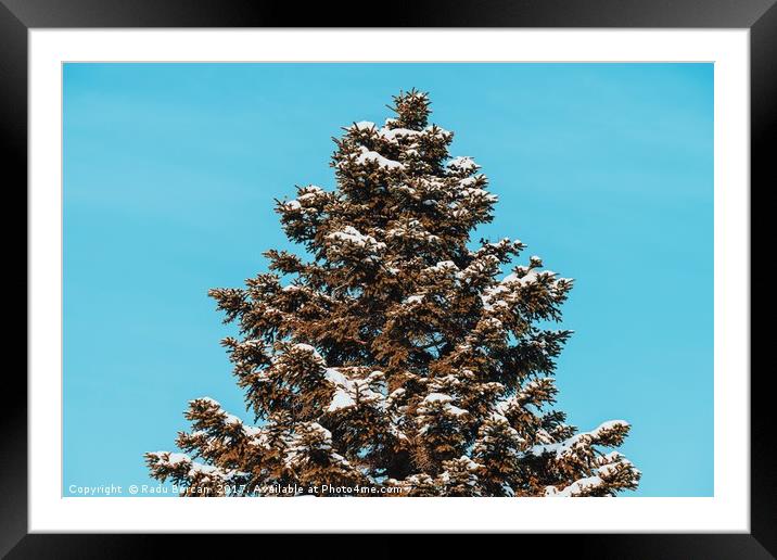 Pine Tree Covered In Winter Snow Framed Mounted Print by Radu Bercan